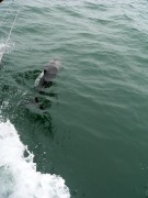 1101_004_dolphin_riding_the_wake * 960 x 1280 * (516KB)