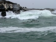 1101_019_lots_of_seals * 1280 x 960 * (469KB)